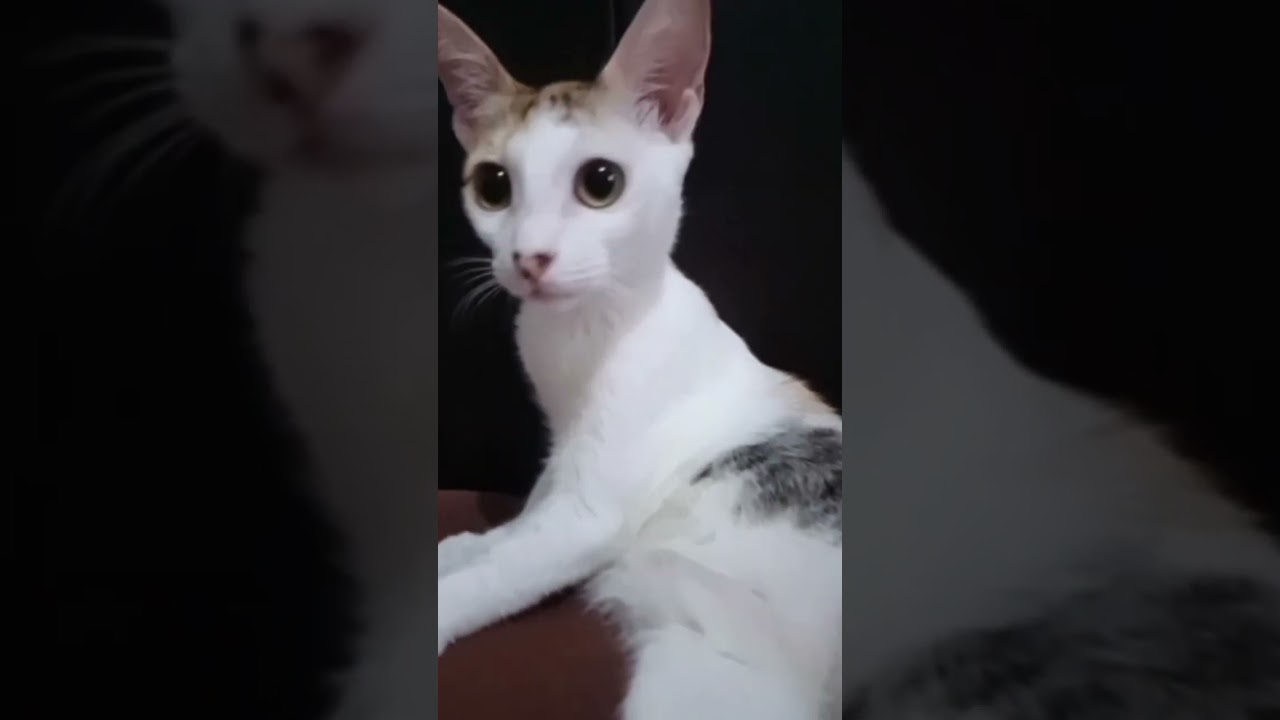 Tri, japanese bobtail cat just sits there 😃😅 #catofyoutube #viralsound