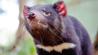 Tiny Tasmanian Devil Pups Survive Against Nature's Deadliest Predators | Real Wild