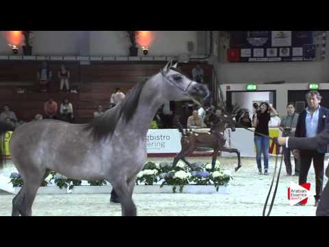 N.39 M.M. ESPERADO - Wels 2016 - Colts 2 years old (Class 4)