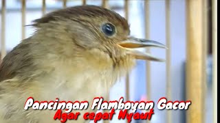 Download lagu Burung Flamboyan Gacor Ngebren Rapat Nyerecet Cocok buat Pancingan agar cepat Nyaut mp3