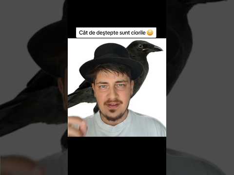 Cât de deştepte sunt ciorile