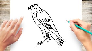 How to Draw a Falcon Step by Step for Kids