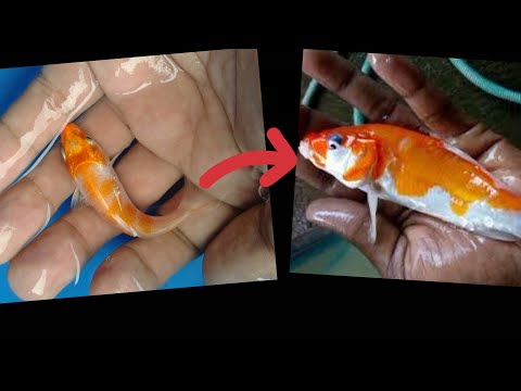 YouTube video about: How long does it take fish to grow?