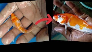How to grow small koi fish in to big koi fish fast