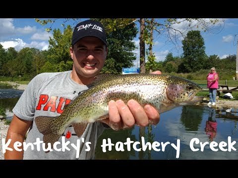 Trout Fishing Kentucky's Hatchery Creek