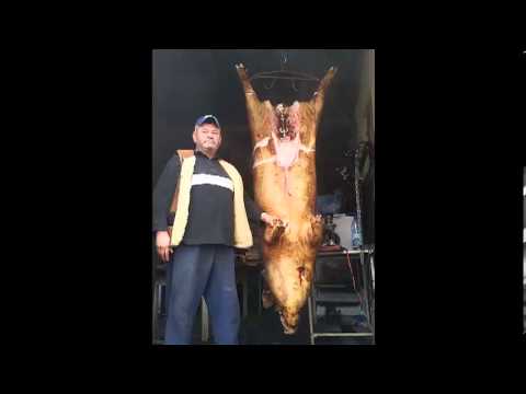 Porc la Victor Alunis - Arad