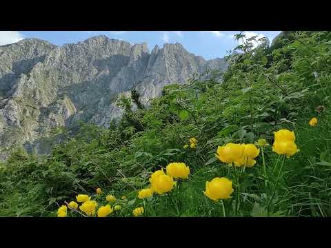 Poiana cu bulbuci Bujori galbeni de munte pe Creasta Balaurului din Bucegi