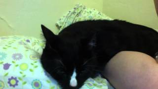 THE MARRIED MEN- THE ROCHES