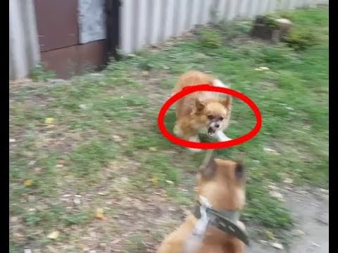 На Амстаффа напала стая собак,собачий бой, зачем нам нужны собаки???