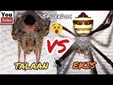 TALAAN vs EKIS. Gensan x Nagcarlan. Spider Fight!