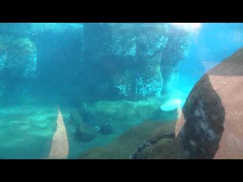 Diergaarde Blijdorp 1