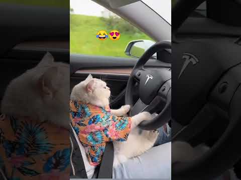 Gangster Cat driving tesla🙀🚘#shorts #tesla