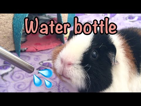 YouTube video about: Can guinea pigs drink tap water?