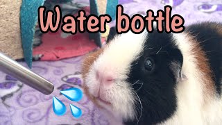 The water bottle for guinea pigs - Information and tip