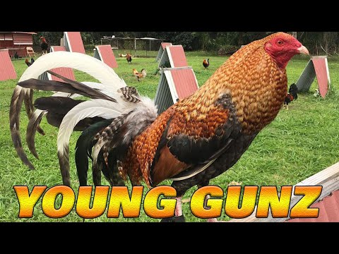Beautiful Birds by Young Gunz Farm Hawaii - Farm Visit | Dom Blues