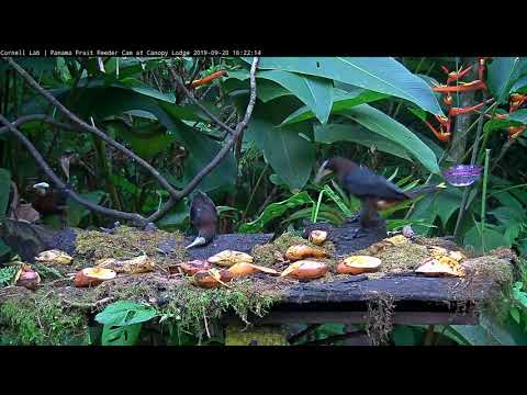 Chestnut-headed Oropendolas Take Over The Feeder - Sept 20, 2019