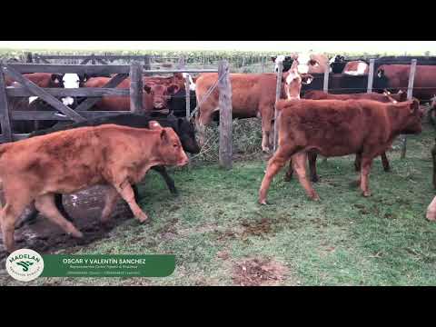 DALENIC _ 15 TERNEROS (8 m +7 h) de 160kg en CARLOS TEJEDOR, BUENOS AIRES 06-02-2026