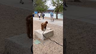 Puppy Nails “Place” in Public (Most Dogs Fail This) #shorts