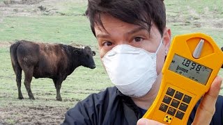 Besuch beim radioaktiven Kuh-Terrorist von Fukushima