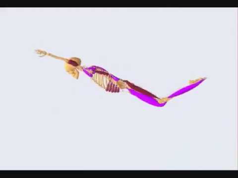 Muscles used in a backstroke while swimming