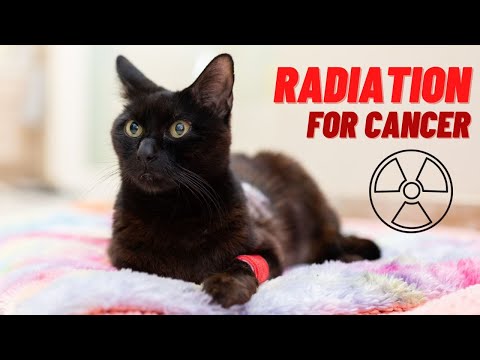 Coco's Journey through Radiation (Sarcoma Cancer Treatment for a Cat)