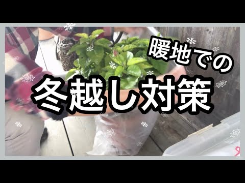 ゼラニウムの越冬時期と方法は？植物を寒さや霜から守るための手順  庭園