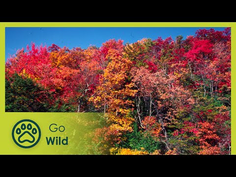 Appalachia - The Endless Forest - Go Wild