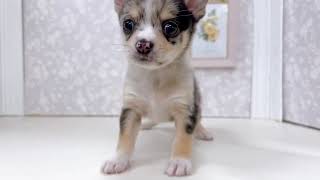 ハーフ犬の動画01