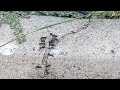 Ants Crawling by the Curb in Iselin, NJ