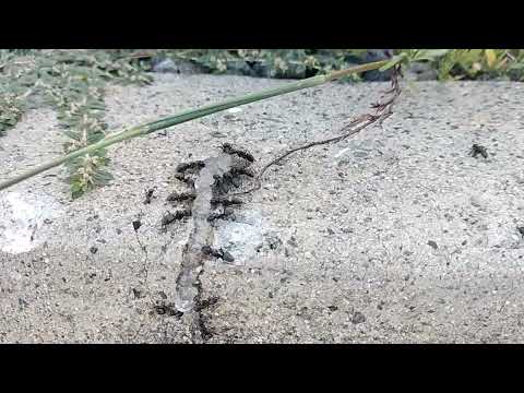 Ants Crawling by the Curb in Iselin, NJ