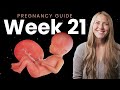 21 Weeks Pregnant Week By Week Pregnancy