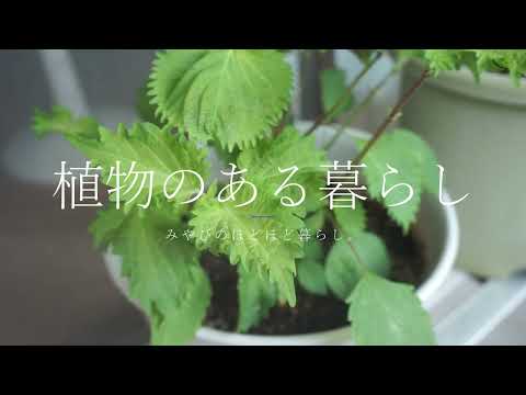 日光の少ないバルコニーや完全な日陰に適した植物は何ですか?トップ 5 とさらにもう少し!  庭園