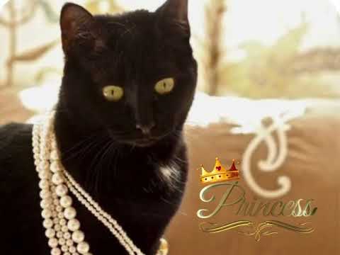 Sealed With A Kiss - Cover with Lyrics