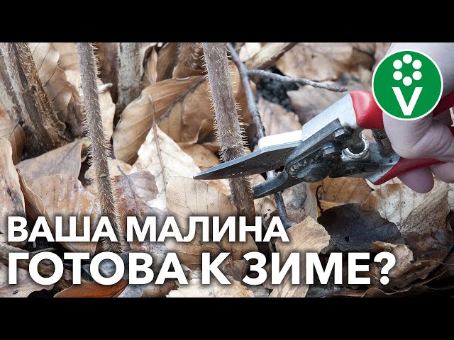КАК ОБРЕЗАТЬ МАЛИНУ ОСЕНЬЮ? ЧЕМ УТЕПЛИТЬ? Советы опытного агронома