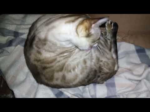 Kumari, My Snow Bengal...