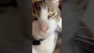 ブラッシングでキマっちゃう猫 (武蔵)