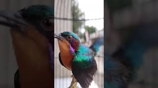 Download lagu kolibri muncang gacor mp3 Download lagu kolibri muncang gacor mp3