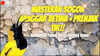 Download lagu 🔴MASTERAN SOGON MATERI MANGGAR BETINA SAMBUNG PRENJAK TIR! #sogon #sogongacor #sogokontong mp3