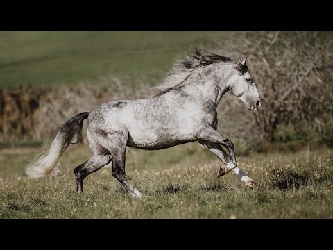 **SOLD**  Piro Free old-type Lusitano gelding (REF#465)