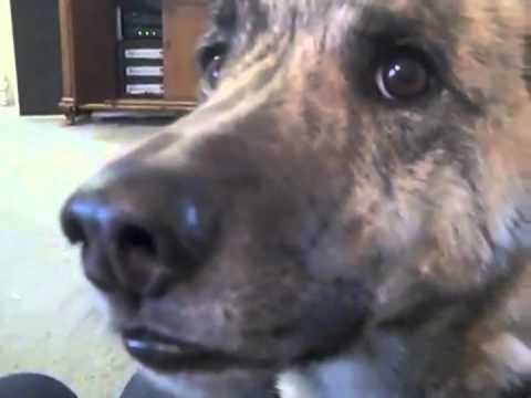 Hertzian - Ultmate Dog Tease Dubstep Refix