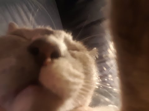 Romani anti-matter hobo ballista