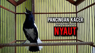 Download lagu kacer gacor NGEPLONG tarung ini paling ampuh buat PANCINGAN KACER agar EMOSI mp3 Download lagu kacer gacor NGEPLONG tarung ini paling ampuh buat PANCINGAN KACER agar EMOSI mp3