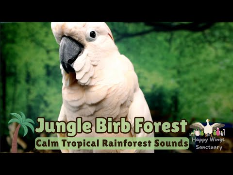 Jungle Birb Forest🌴Calm Tropical Rainforest Bird Room Sounds to Relax Your Parrot🌿Parrot Town TV🦜