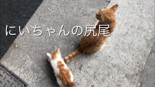 上海の野菜屋さんの兄妹猫さんと遊んだよ。朝のひとときの猫時間🐱
