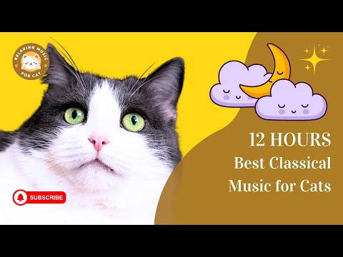 Best Classical Music for Cats 12 Hours 🎶 Relaxing Music for Cat 🐱