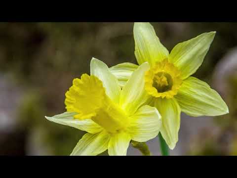 Nu har våren kommit på redigt!