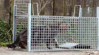 Lonely Miaow: Trapping Feral Cats
