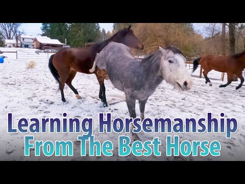 Learning Horsemanship From The Best Horse Here