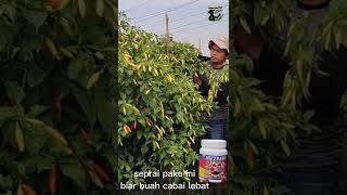 Download lagu cabai kaliber di dataran rendah mp3