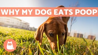 Why Does My Dog ​Eat Their Feces? - CAUSES AND SOLUTION